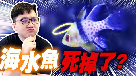 魚死掉怎麼處理|【魚死了怎麼辦】魚兒説掰掰！魚死了怎麼辦？從遺體處理到後續。